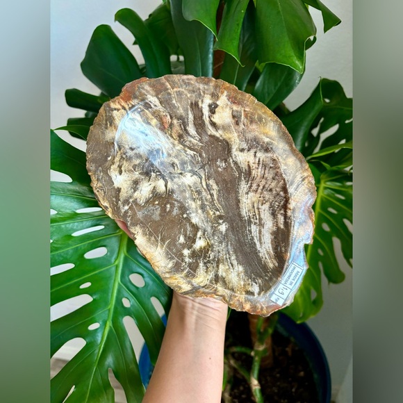 Petrified Wood Bowl - Picture 2 of 8